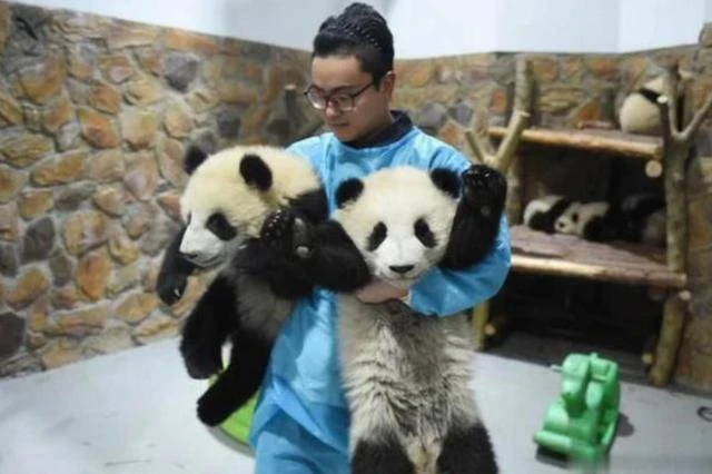 頂流飼養員被曝虐待熊貓、睡粉，在澳門與粉絲髮生關係，懷孕後玩消失