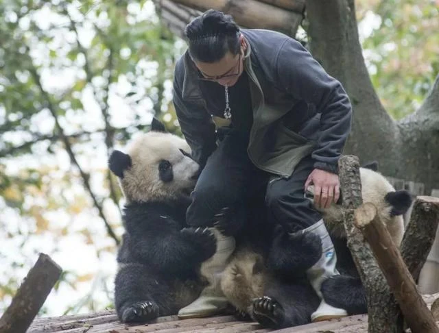 頂流飼養員被曝虐待熊貓、睡粉，在澳門與粉絲髮生關係，懷孕後玩消失