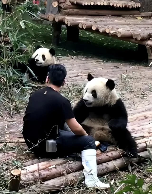 頂流飼養員被曝虐待熊貓、睡粉，在澳門與粉絲髮生關係，懷孕後玩消失