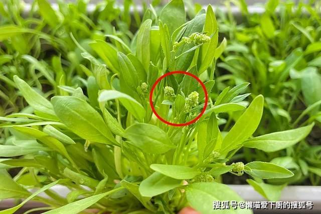 冬天買菠菜，要分清「尖葉」和「圓葉」差別很大，弄明白了再掏錢