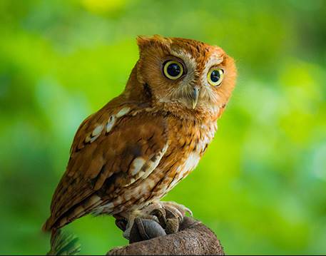 通靈人再三警告：這4種動物是陰間鬼差，家裡一旦出現，就預示著有人陽壽將盡！一定要警惕！！