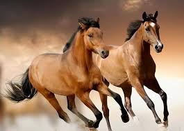 生肖馬：最旺的「八個生日尾數」後代全是龍鳳，子女會有大出息