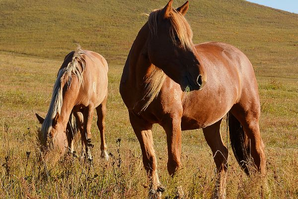 生肖馬：最旺的「八個生日尾數」後代全是龍鳳，子女會有大出息