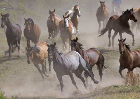 生肖馬：最旺的「八個生日尾數」後代全是龍鳳，子女會有大出息