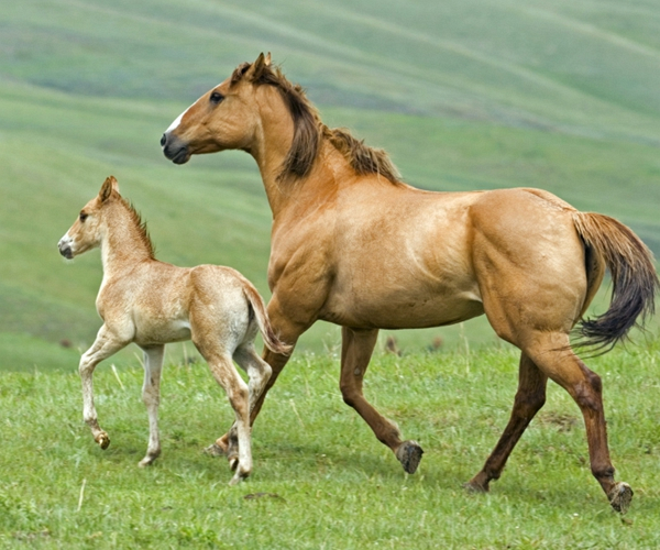 生肖馬：最旺的「八個生日尾數」後代全是龍鳳，子女會有大出息