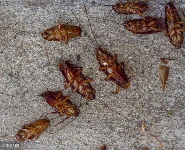 蟑螂最怕的東西，在廚房很常見，只需一小塊就讓蟑螂無影無蹤！