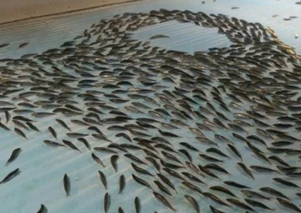 日本「最殘忍」溜冰場，為吸引顧客，將5000條魚凍在冰下