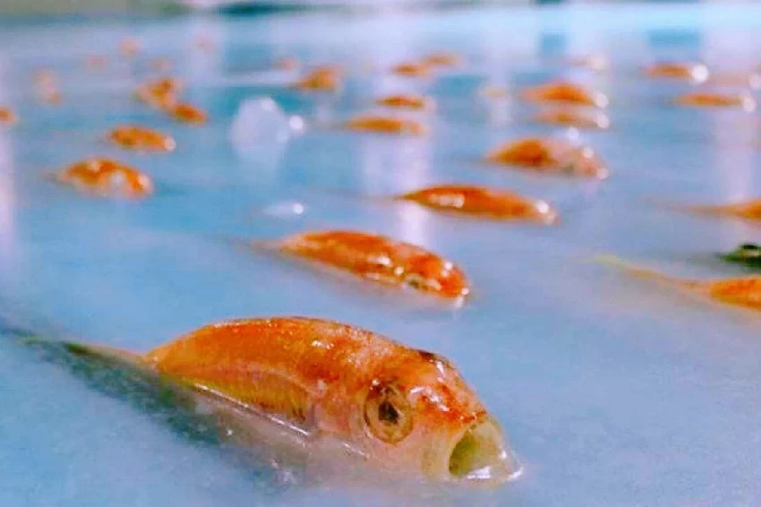 日本「最殘忍」溜冰場，為吸引顧客，將5000條魚凍在冰下