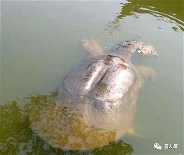 釣魚驚現700歲老鱉，釣客將它放生，卻發生了改變他一生的事情