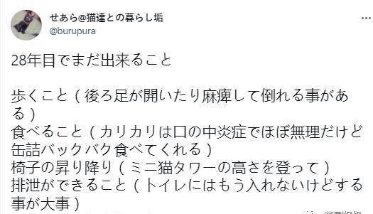 日本最長壽貓貓離世！伴主人28年，離開後留靈異符號暖哭網友