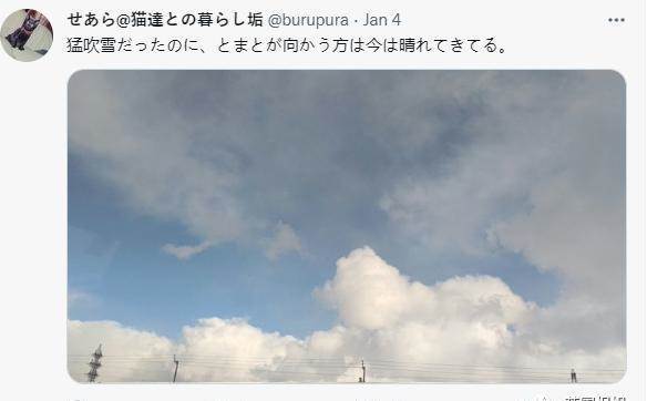 日本最長壽貓貓離世！伴主人28年，離開後留靈異符號暖哭網友