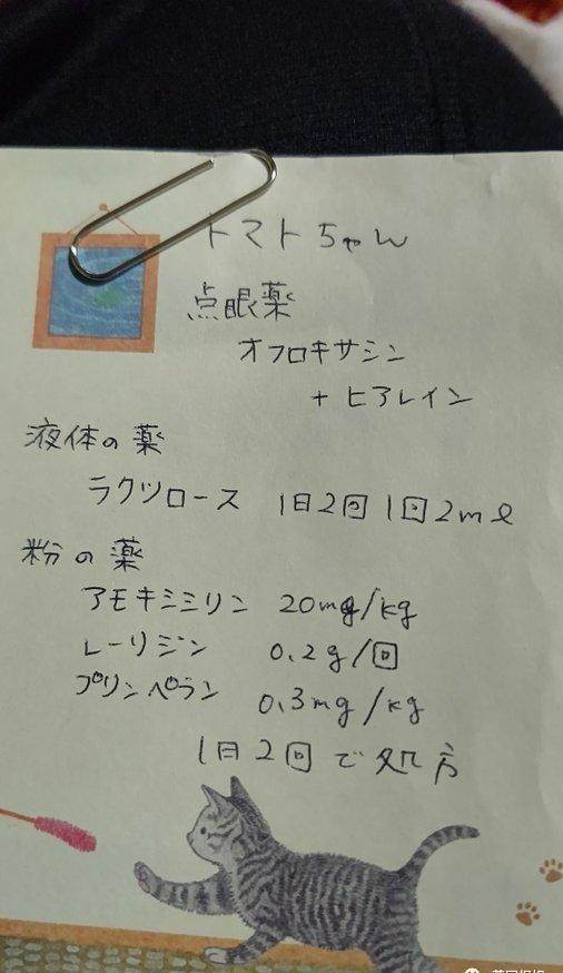 日本最長壽貓貓離世！伴主人28年，離開後留靈異符號暖哭網友