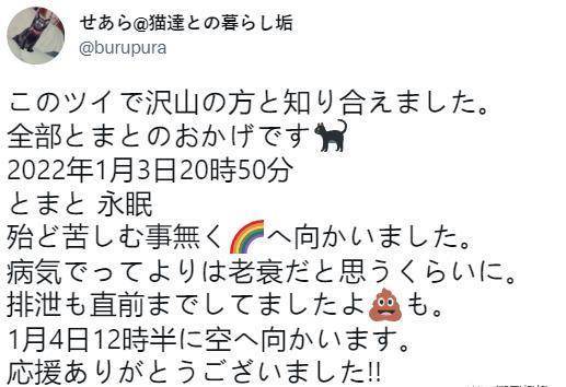 日本最長壽貓貓離世！伴主人28年，離開後留靈異符號暖哭網友