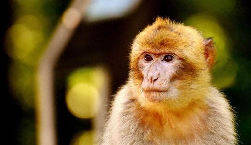 生肖猴最強命格：五行中哪年的猴命運最耀眼？