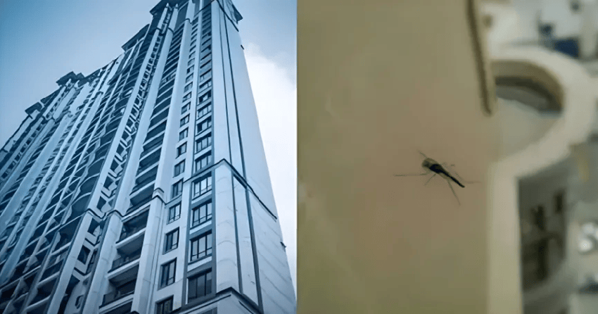 蚊子最高可以飛幾層樓？聽完老師傅說的后，網友感嘆選錯了樓層