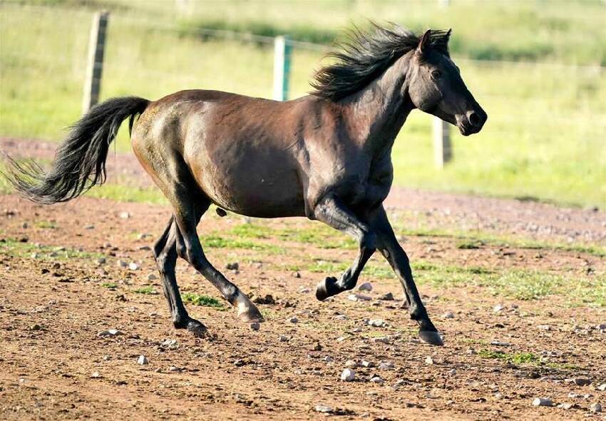 年老福滿多的「四大生肖」，晚年來福好事多，家庭和諧兒孫福！