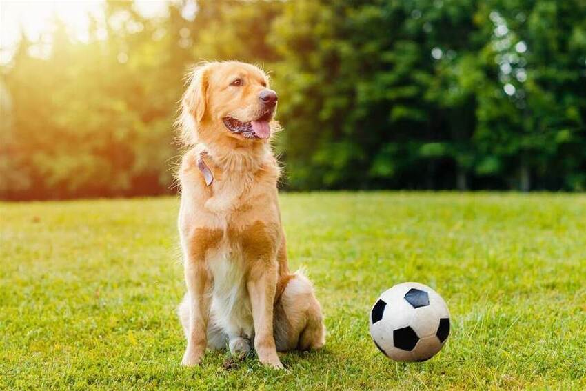 年老福滿多的「四大生肖」，晚年來福好事多，家庭和諧兒孫福！