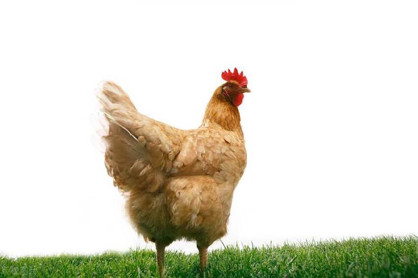 年老福滿多的「四大生肖」，晚年來福好事多，家庭和諧兒孫福！