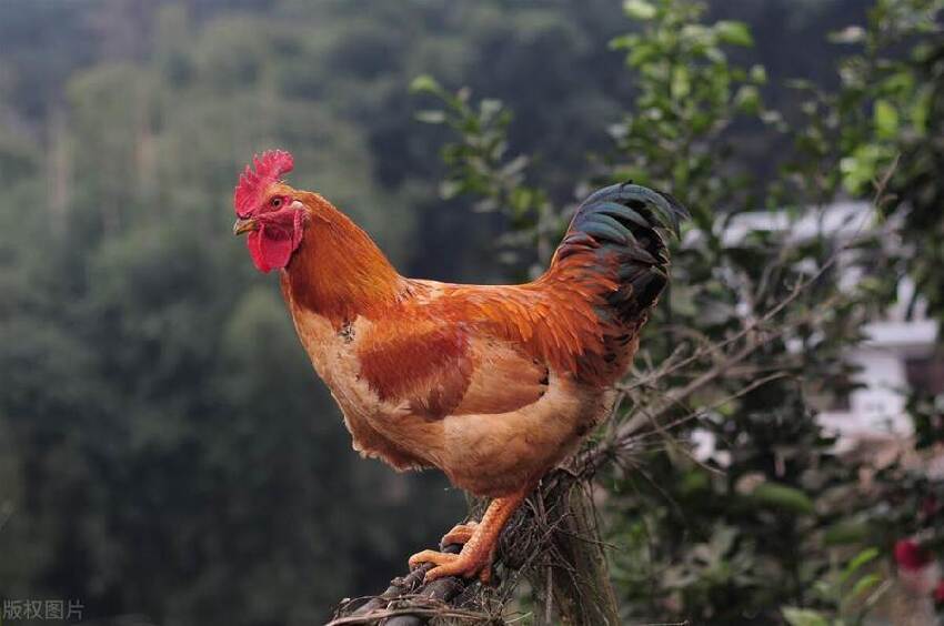 年老福滿多的「四大生肖」，晚年來福好事多，家庭和諧兒孫福！