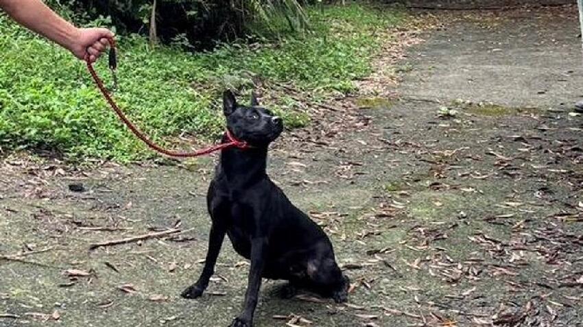 新北獨居翁過世多日！13隻愛犬「1靈性舉動護主」逼哭警消