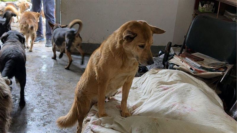 新北獨居翁過世多日！13隻愛犬「1靈性舉動護主」逼哭警消