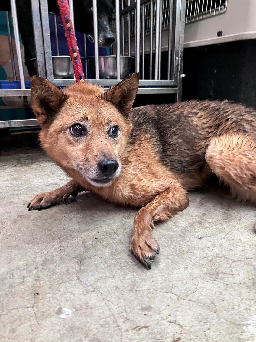 新北獨居翁過世多日！13隻愛犬「1靈性舉動護主」逼哭警消