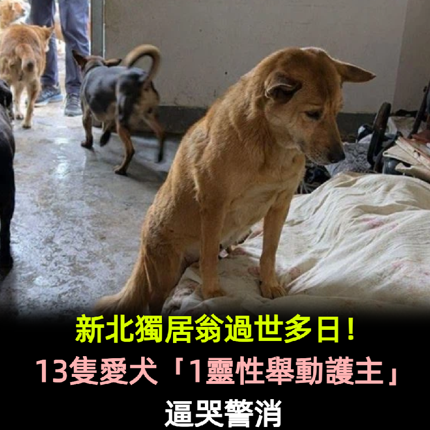 新北獨居翁過世多日！13隻愛犬「1靈性舉動護主」逼哭警消