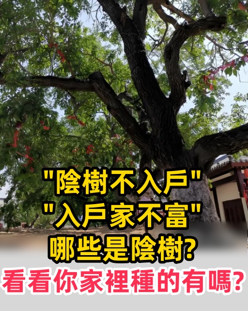 「陰樹不入戶，入戶家不富」，哪些是陰樹？看看你家裡種的有嗎？