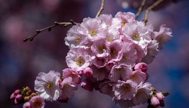 最有福氣的生肖，家裏有一個就窮不了