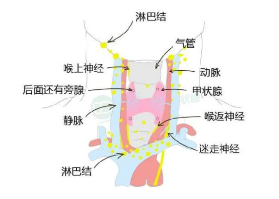 甲狀腺癌來「敲門」時，身體會給出4個信號，請不要忽視！