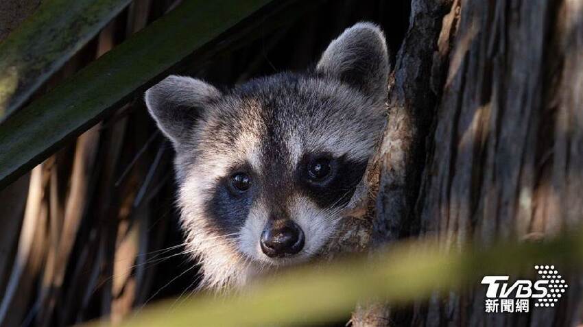 快訊/飼主注意！5/1寵物新制上路嚴格抓，觸犯最重罰25萬