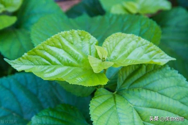 桑葉加生薑泡水喝，老一輩人留給我們的一個土方法，很多人不知道