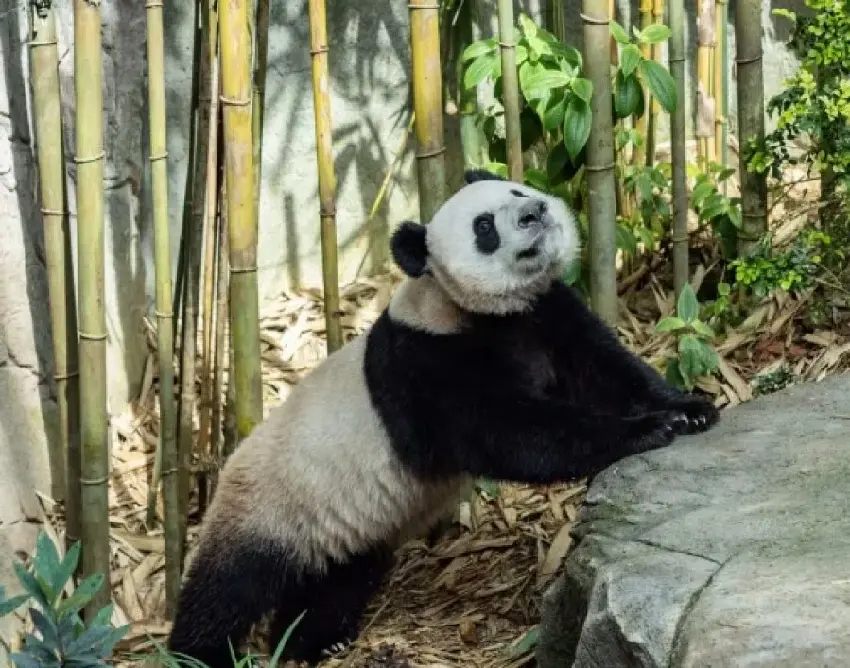 獅城出生大熊貓叻叻　安全抵達中國成都