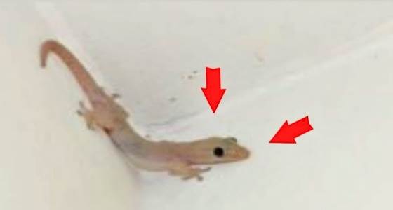 高僧透露：壁虎很少進家門，進門其實在給你遞2個訊號，越早知道越好