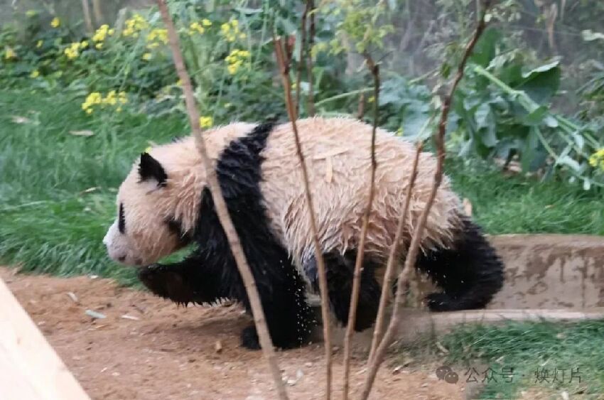 大熊貓輝寶-光軍大王第一次泡澡洗白白啦