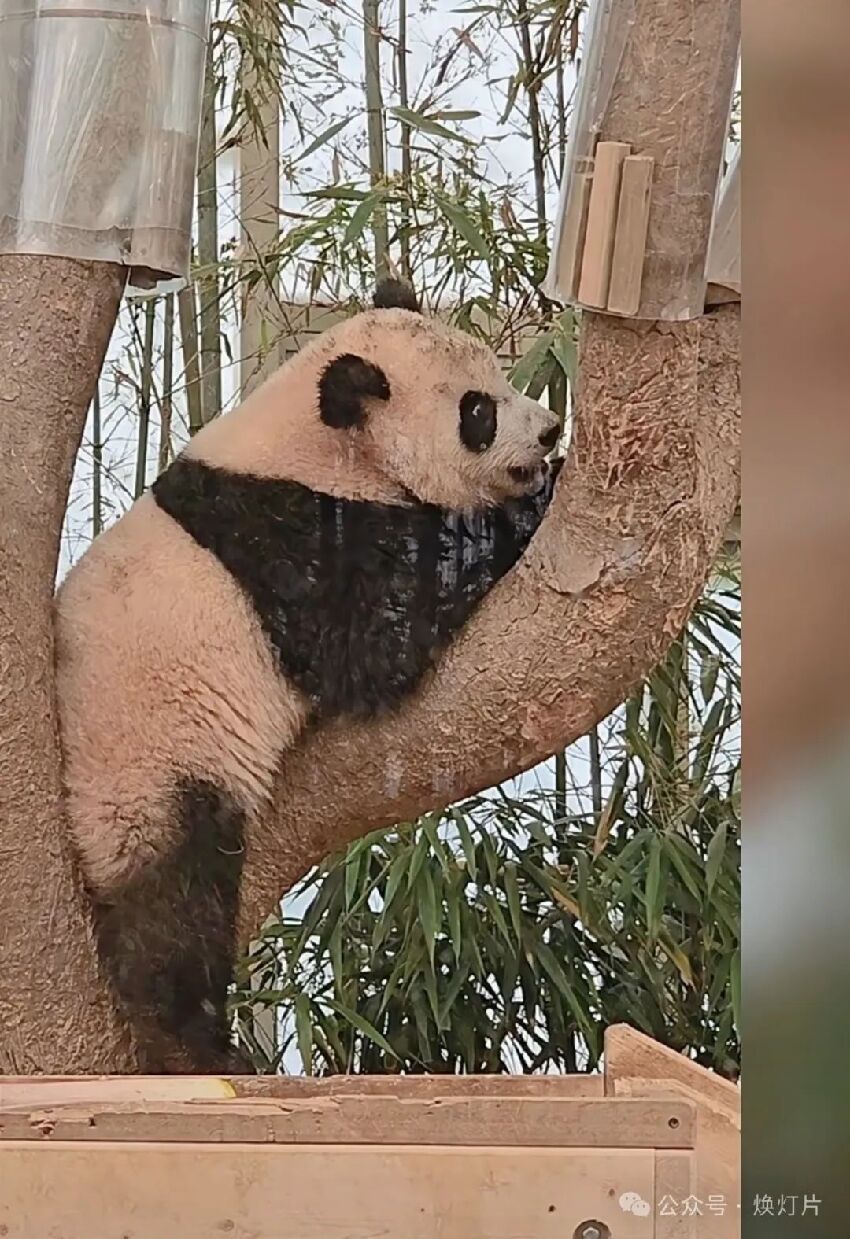 大熊貓輝寶-光軍大王第一次泡澡洗白白啦