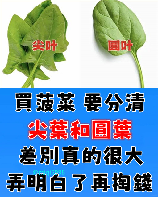 買菠菜，要分清「尖葉」和「圓葉」差別很大，弄明白了再掏錢