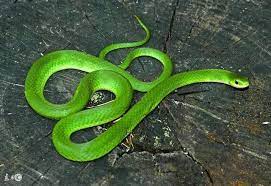 睡覺做夢夢見蛇，竟是菩薩想告訴你這件事！你一定想不到！