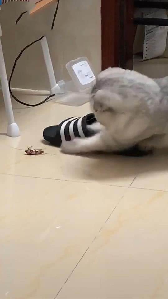 貓咪抓到蟑螂後，用貓爪拎起拖鞋，朝著蟑螂拍下，網友：學得真像！