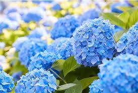 命裡註定有菩薩護體！這四大生肖天生旺福氣，第三個最有福