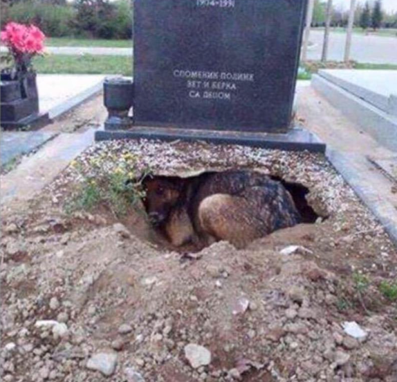 狗狗在墓穴挖出一個洞穴後就一直窩在這不肯走，但在這長眠的並不是牠的主人，把墓穴挖開之後，在場所有人都驚呆了