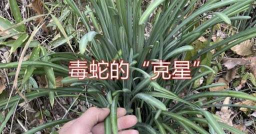 大伯捕蛇20年，總結出：蛇就怕2種花，家裡養幾棵，蛇不敢進家門