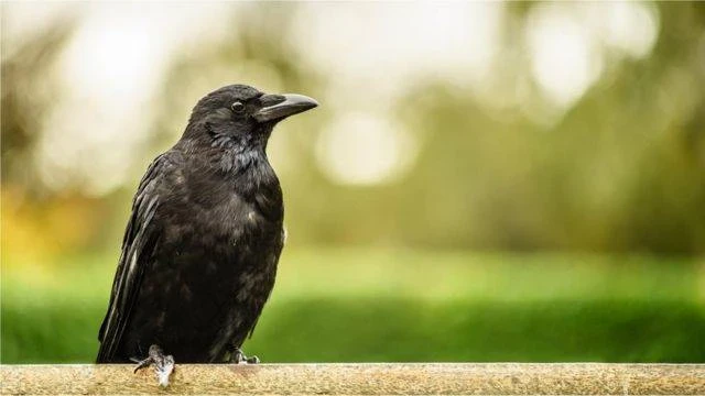 通靈人再三警告：這4種動物是陰間鬼差，家裏一旦突然出現，就預示著有人陽壽將盡！一定要警惕了‼️