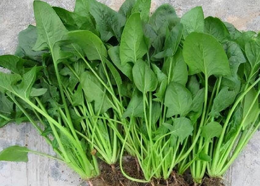 菠菜是結節的加速器!醫生提醒:不想結節癌變,盡量少吃8種食物