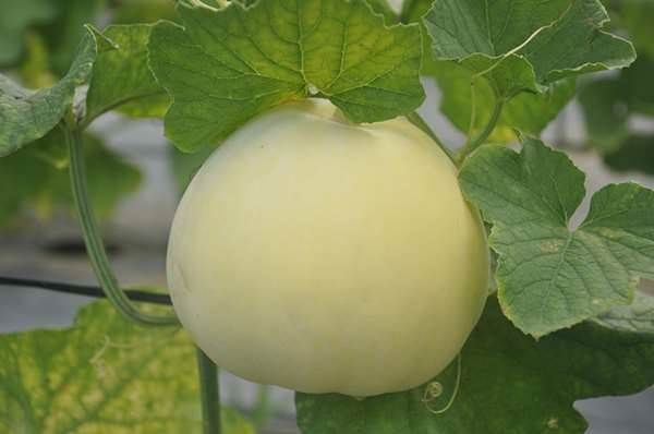 拜拜時「這6種水果」對神明不敬！絕不能上供桌！