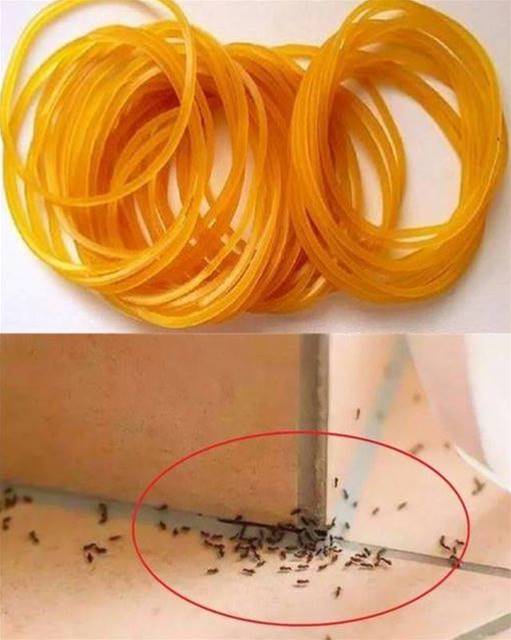 家裡很多螞蟻，用橡皮筋加一物，讓螞蟻全部消失！