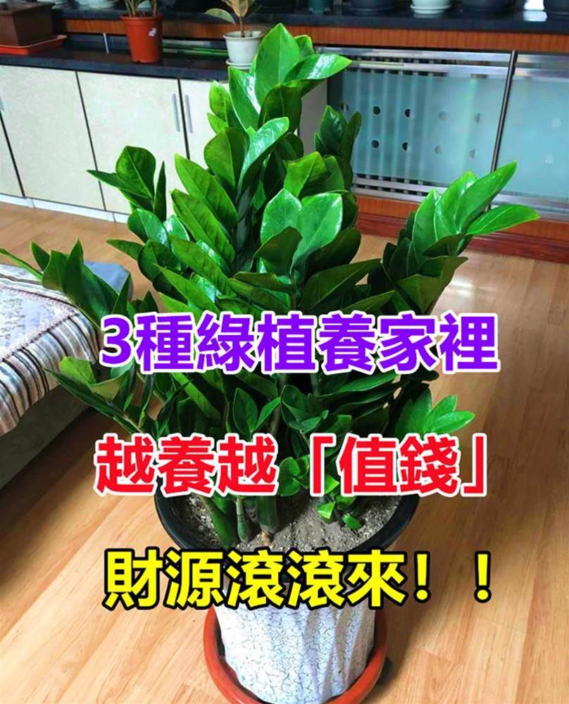 鎮宅又招財！3種綠植養家裡，越養越「值錢」，財源滾滾來！