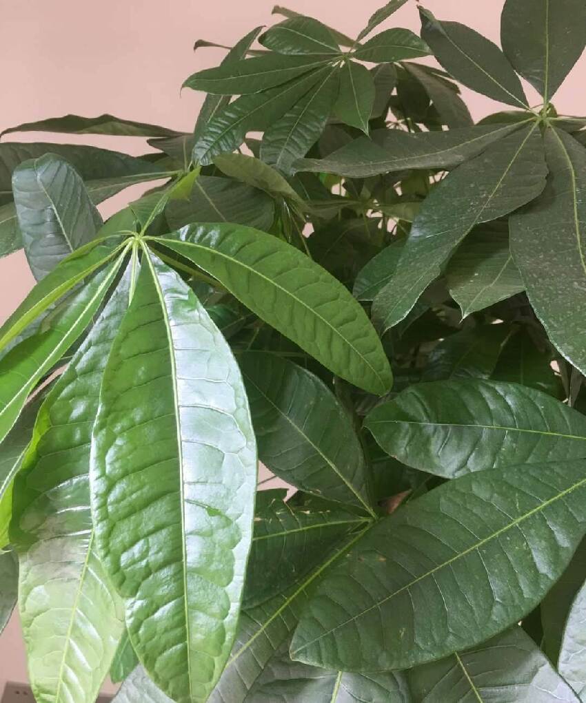 鎮宅又招財！3種綠植養家裡，越養越「值錢」，財源滾滾來！