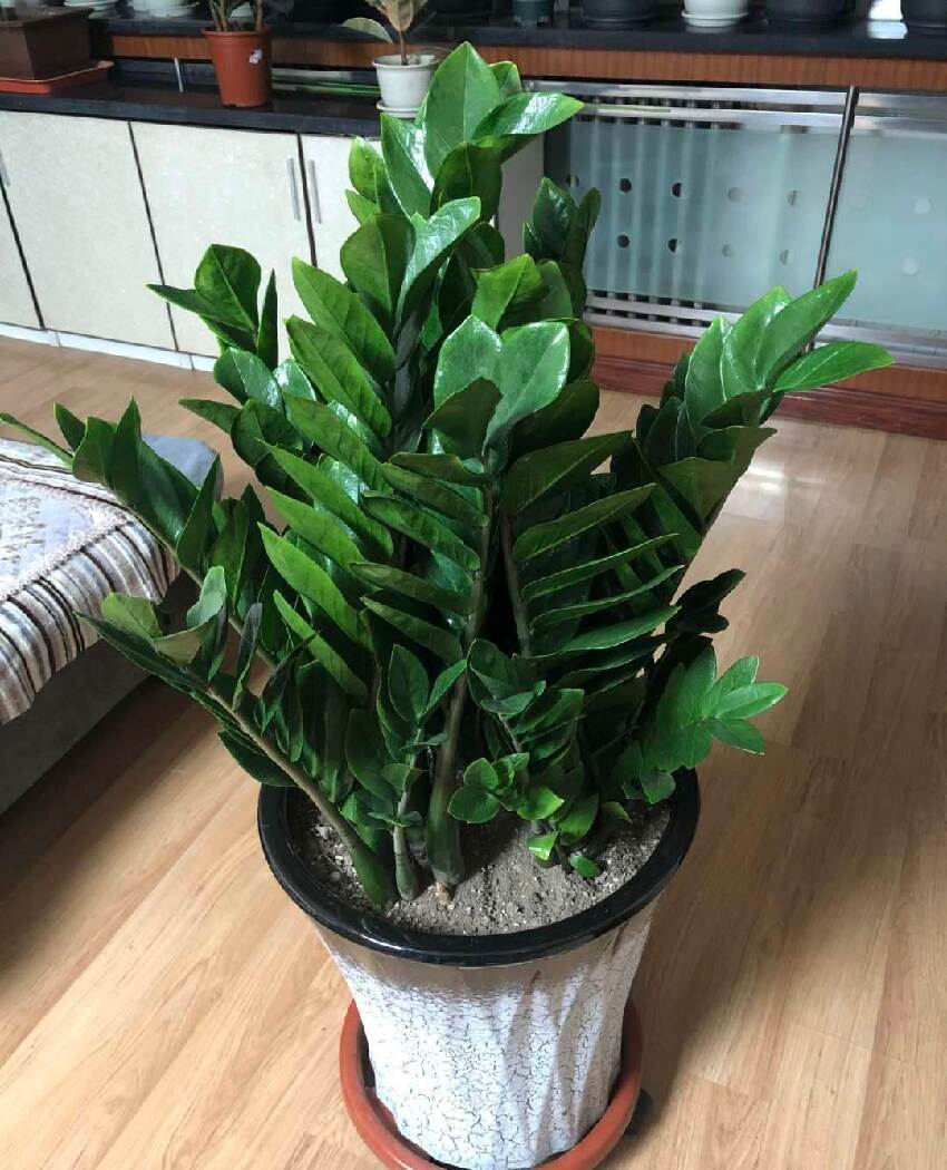 鎮宅又招財！3種綠植養家裡，越養越「值錢」，財源滾滾來！