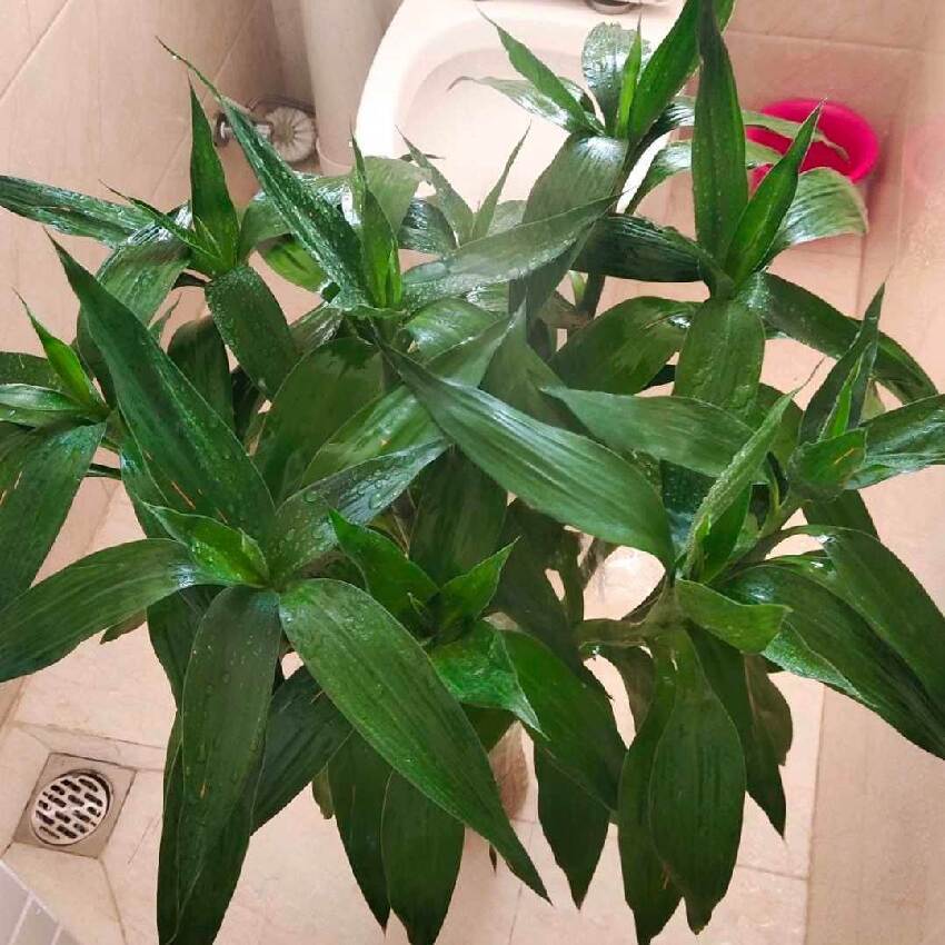 鎮宅又招財！3種綠植養家裡，越養越「值錢」，財源滾滾來！